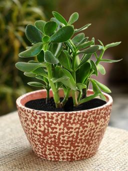 Unravel India - Ceramic Glazed Red Oval Table Top Planter