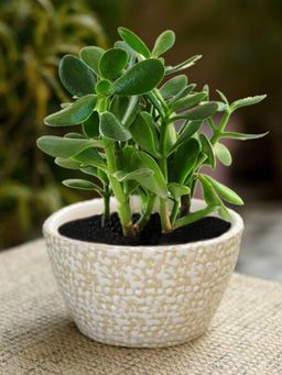 Unravel India - Ceramic Glazed Yellow Oval Table Top Planter