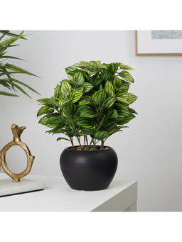 HomeTown - Ilana Faux Peperomia Ceramic Potted Plant 27 Cm in Green Colour