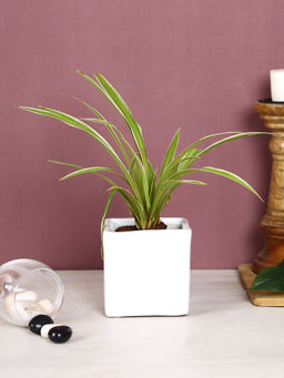 AAPNO RAJASTHAN - White Square Shaped Planter Pot