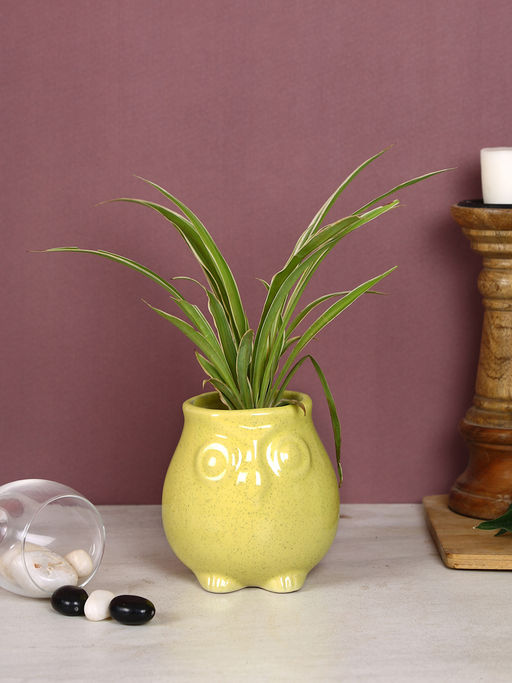 AAPNO RAJASTHAN Yellow Owl Shape Head Mini Planter Pot