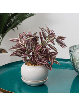 HomeTown - Ilana Faux Wandering Jew Ceramic Potted Plant 24 Cm in Green Colour