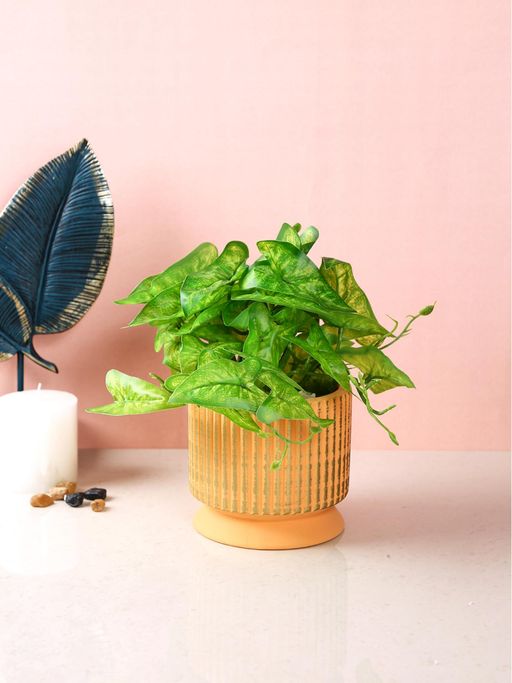 Tayhaa Sunset Glow Ribbed Planter