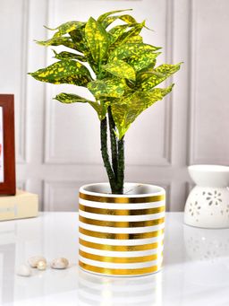 Tayhaa - Golden Spiral Ceramic Planter