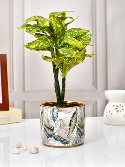 Tayhaa - Feather Print Ceramic Planter