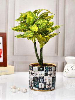 Tayhaa - Gift Wrap Design Planter