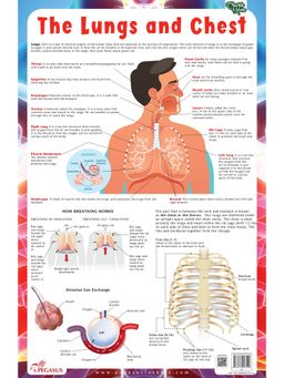 Pegasus - Lungs Thick Laminated Primary Chart