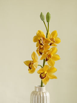 Pure Home + Living - Yellow Faux Boat Orchid Spray