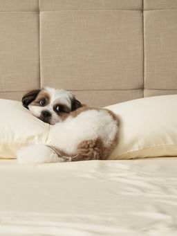 Kansso - Ivory 600 Tc Cotton Flat Bedsheet with Pillow Cover