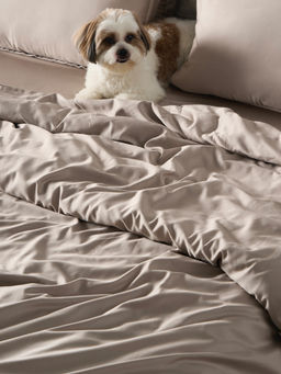 Kansso - Espresso 600 Tc Cotton Fitted Bedsheet with Pillow Cover