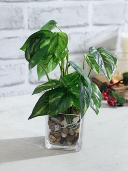 Tayhaa - Transparent Artificial Aglaonema Plant with Glass Pot