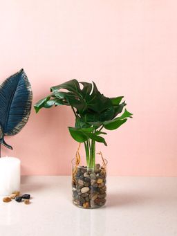 Tayhaa - Transparent Artificial Swiss Cheese Plant with Glass Pot