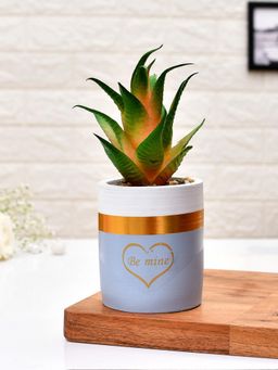 Tayhaa - Blue Succulent Plant with Ceramic Pot
