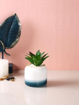 Tayhaa - Pristine And Awe-Struck Indoor Succulent Plant with White Ceramic Pot