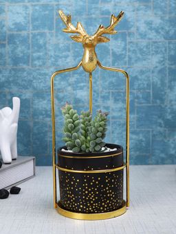 Tayhaa - Black Highly Attractive Reindeer Cage Succulent Plant with Ceramic Pot