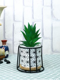 Tayhaa - White Highly Attractive Succulent Plant with Ceramic Pot Stand