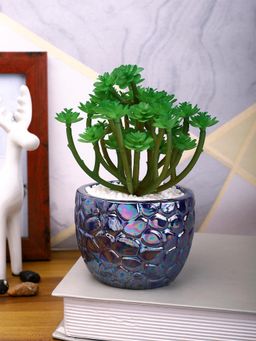 Tayhaa - Attractive Succulent Plant with Blue Pebble Patterned Design Ceramic Pot