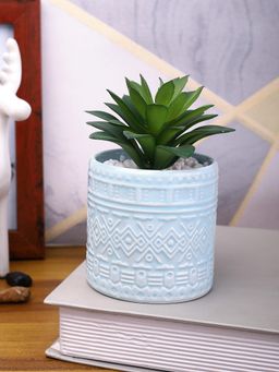 Tayhaa - Blue Highly Attractive Aloe Vera Plant with Designer Ceramic Pot