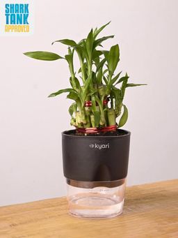 KYARI - Black Lucky Bamboo Plant with Pot