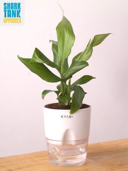 KYARI - White Peace Lily Plant with Pot