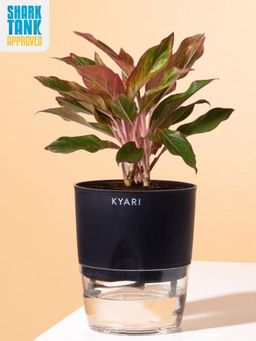 KYARI - Aglaonema Lipstick Plant with Pot