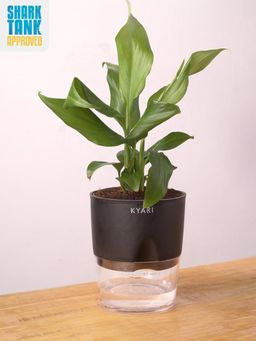 KYARI - Peace Lily Plant with Pot
