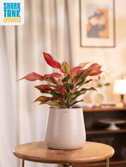 KYARI - Beige Aglaonema Lipstick Plant with Aura Pot