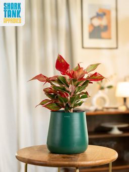 KYARI - Green Aglaonema Lipstick Plant with Aura Pot