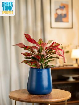 KYARI - Navy Blue Aglaonema Lipstick Plant with Aura Pot