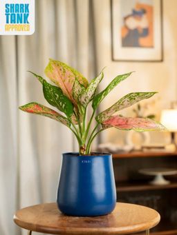 KYARI - Aglaonema Navy Blue Valentine Plant with Aura Pot