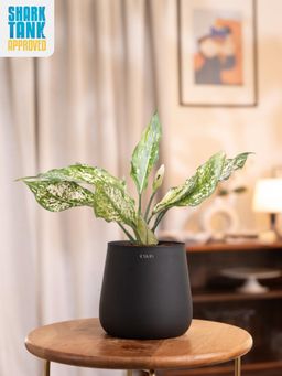 KYARI - Aglaonema Snow Black with Aura Pot