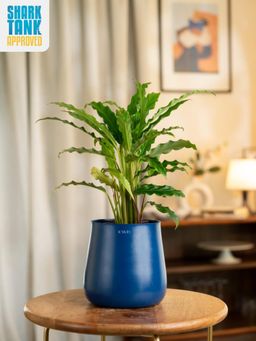 KYARI - Navy Blue Calathea Rufibarba with Aura Pot