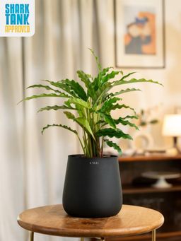 KYARI - Black Calathea Rufibarba with Aura Pot