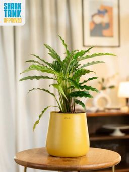 KYARI - Yellow Calathea Rufibarba with Aura Pot