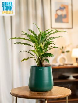 KYARI - Green Calathea Rufibarba with Aura Pot