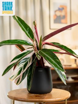 KYARI - Black Calathea Triostar Plant with Aura Pot