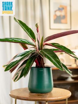 KYARI - Green Calathea Triostar Plant with Aura Pot