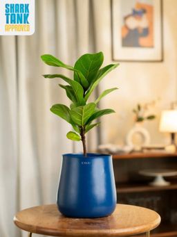 KYARI - Navy Blue Fiddle Fig with Aura Pot