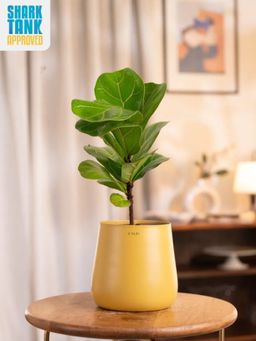 KYARI - Yellow Fiddle Fig with Aura Pot