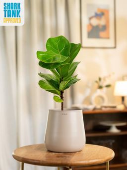 KYARI - Beige Fiddle Fig with Aura Pot