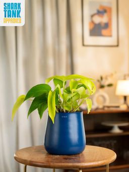 KYARI - Navy Blue Golden Money Plant with Aura Planter