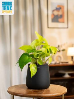 KYARI - Black Golden Money Plant with Aura Pot
