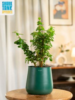 KYARI - Green Lucky Jade Plant with Aura Pot