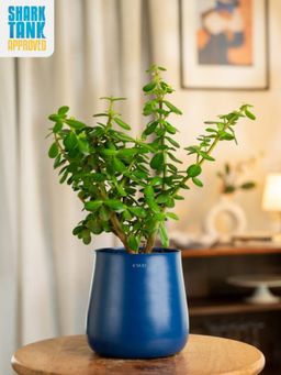 KYARI - Navy Blue Lucky Jade Plant with Aura Pot
