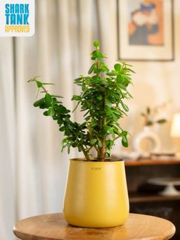 KYARI - Yellow Lucky Jade Plant with Aura Pot