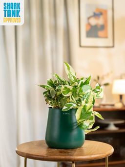 KYARI - Green Money N'Joy Plant with Aura Pot