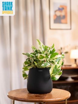 KYARI - Black Money N'Joy Plant with Aura Pot