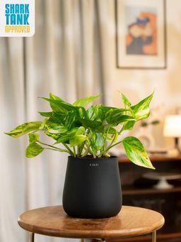 KYARI - Black Money Variegated Plant with Aura Pot