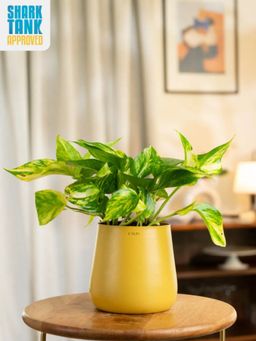 KYARI - Yellow Money Variegated Plant with Aura Pot