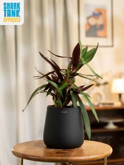 KYARI - Black Oyster with Aura Pot
